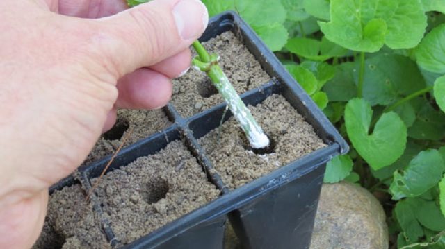 How to propagate hydrangea cuttings in spring