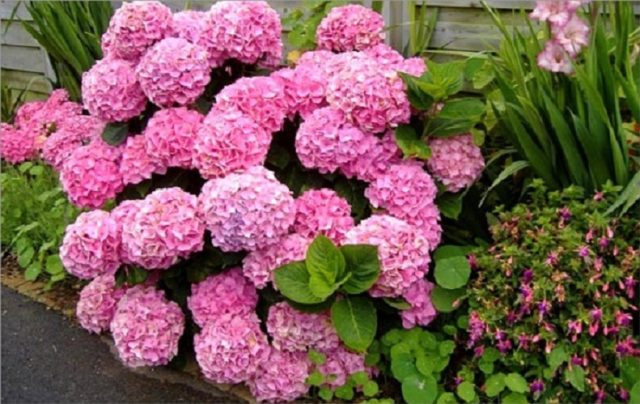 How to propagate hydrangea cuttings in spring