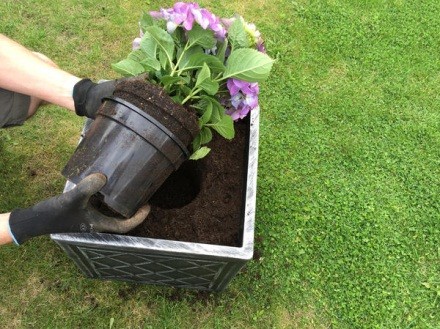 How to propagate hydrangea cuttings in summer