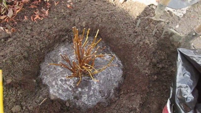 How to propagate hydrangea cuttings in summer