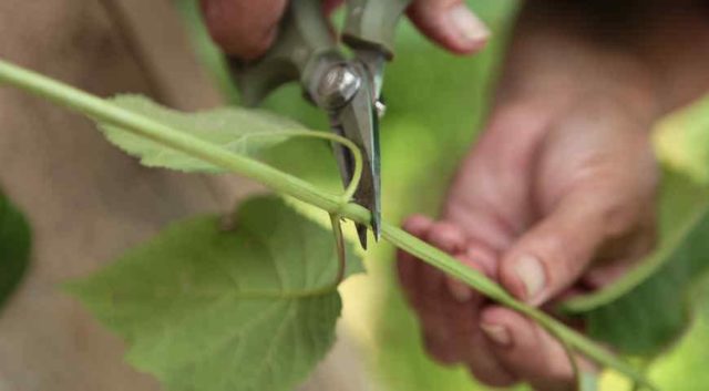 How to propagate hydrangea cuttings in summer