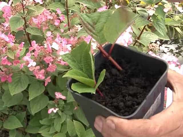 How to propagate hydrangea cuttings in summer