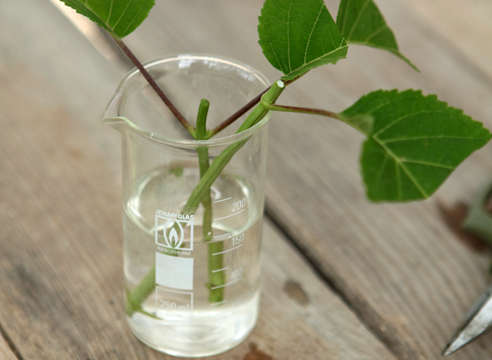 How to propagate hydrangea cuttings in summer