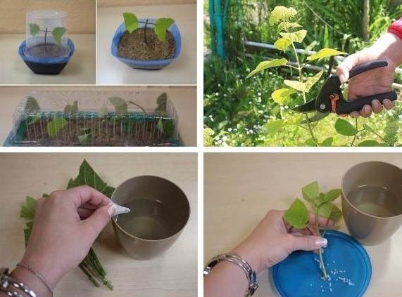 How to propagate hydrangea cuttings in summer