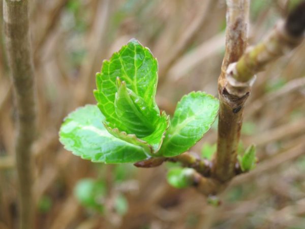 How to propagate hydrangea cuttings in summer