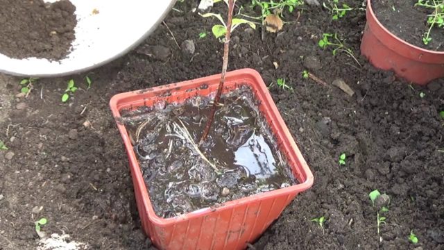 How to propagate hydrangea cuttings in summer