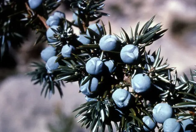 How to propagate juniper