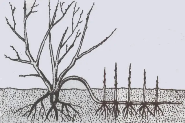 How to propagate juniper