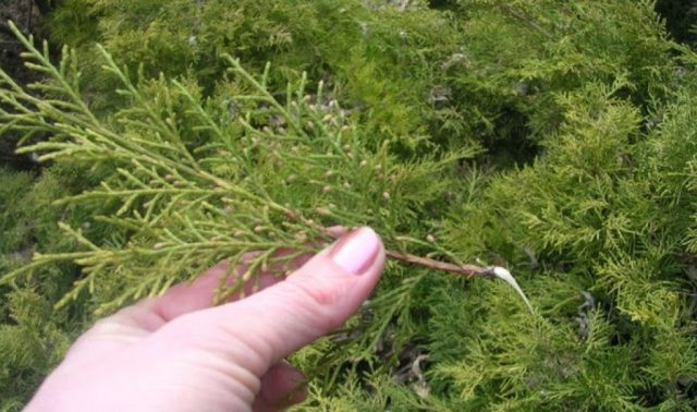 How to propagate juniper