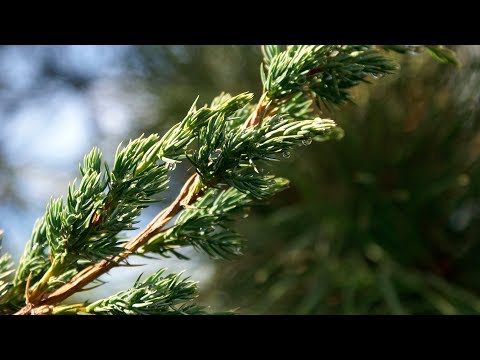 How to propagate juniper