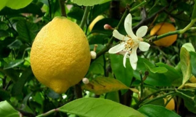 How to propagate lemon cuttings at home