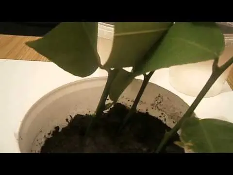 How to propagate lemon cuttings at home