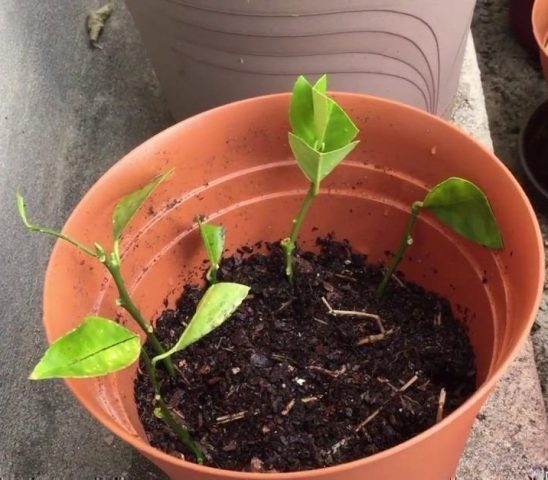 How to propagate lemon cuttings at home