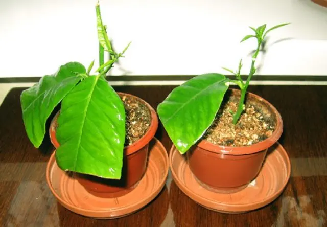 How to propagate lemon cuttings at home