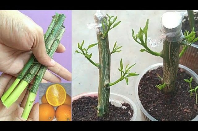 How to propagate lemon cuttings at home