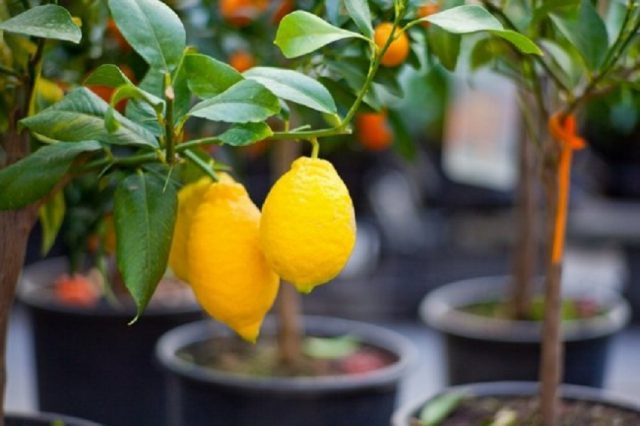 How to propagate lemon cuttings at home