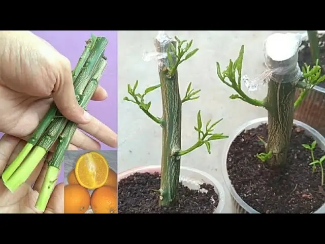 How to propagate lemon cuttings at home