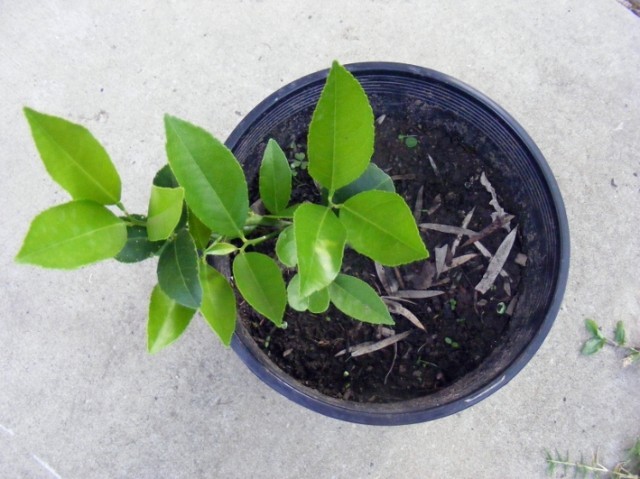 How to propagate lemon cuttings video