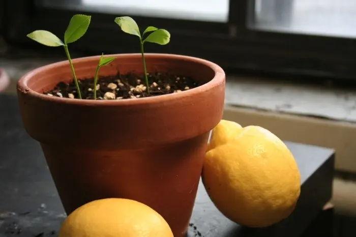 How to propagate lemon cuttings video