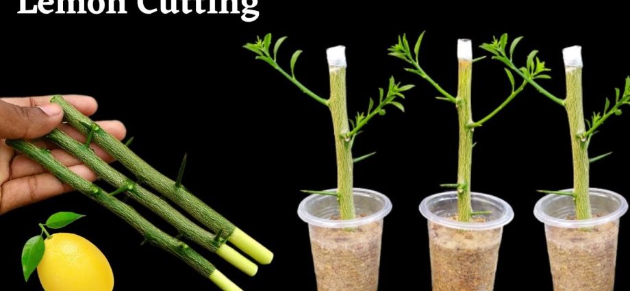 How to propagate lemon cuttings video