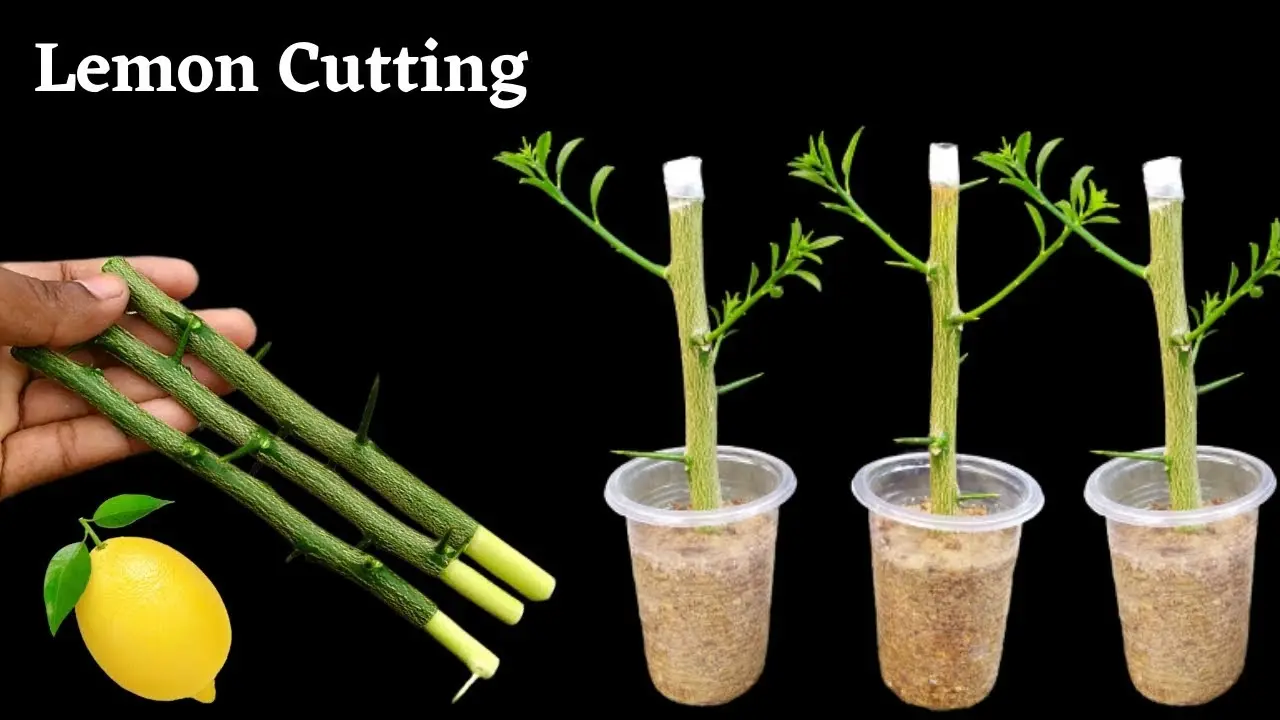 How to propagate lemon cuttings video