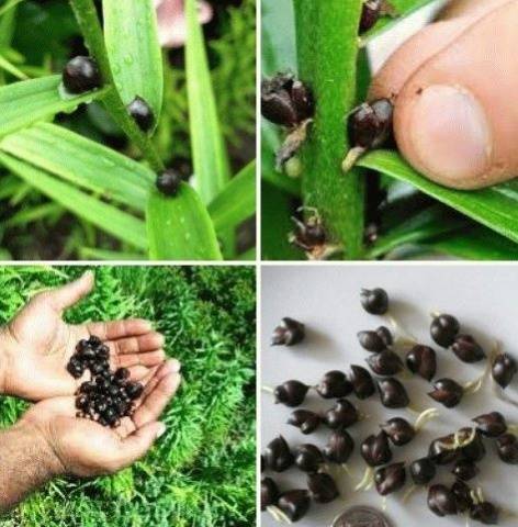 How to propagate lilies