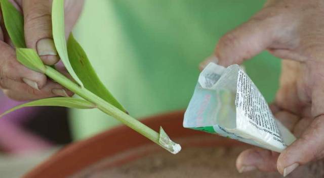 How to propagate lilies