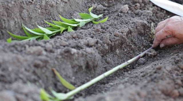 How to propagate lilies