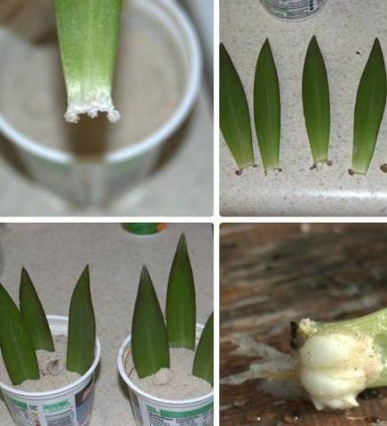 How to propagate lilies