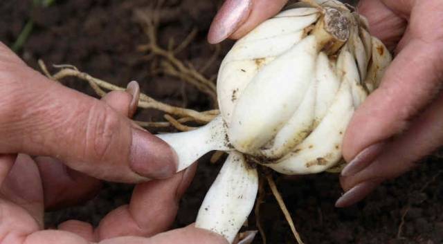 How to propagate lilies