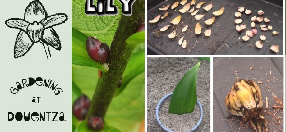 How to propagate lilies