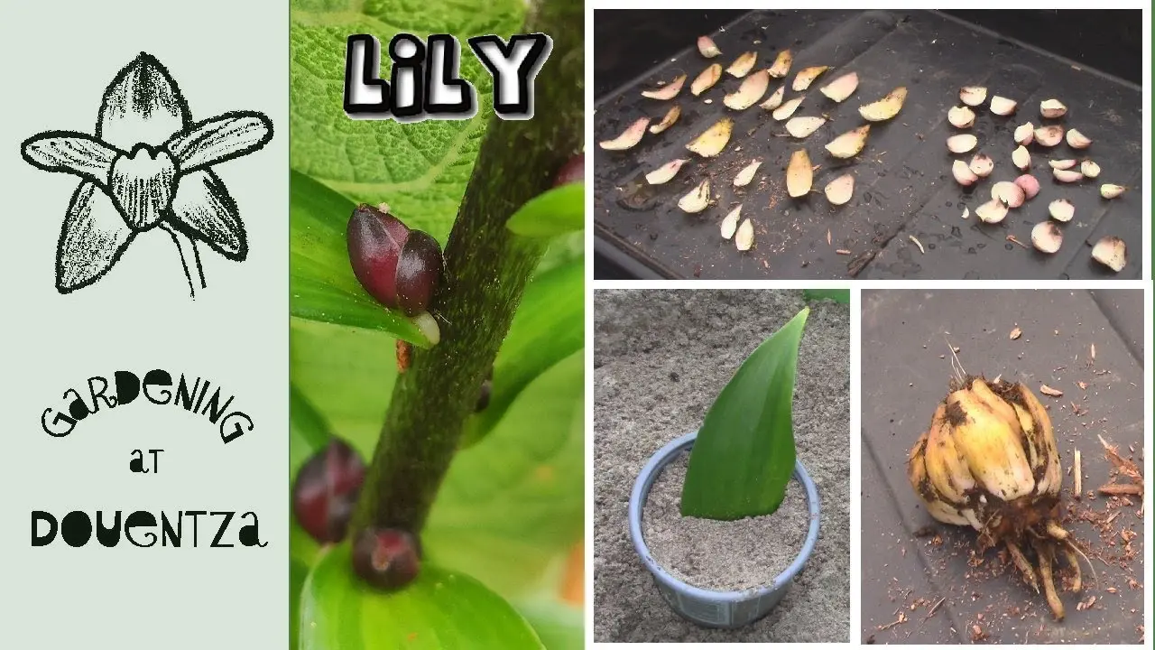 How to propagate lilies