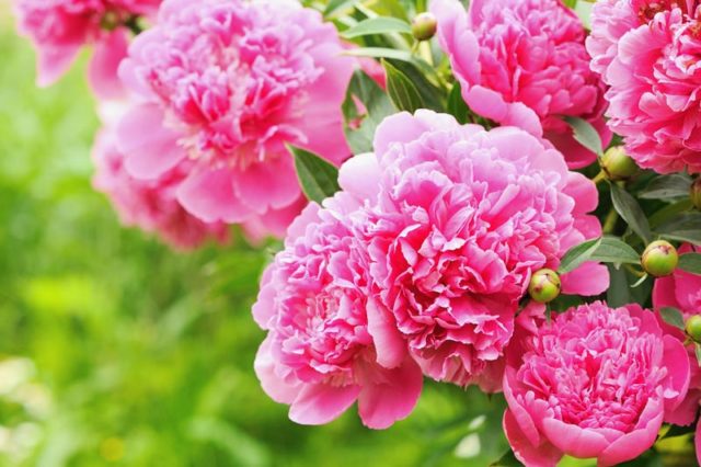 How to propagate peonies in spring, autumn