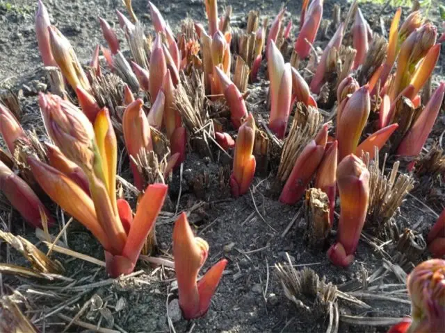 How to propagate peonies in spring, autumn