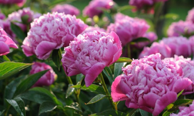 How to propagate peonies in spring, autumn