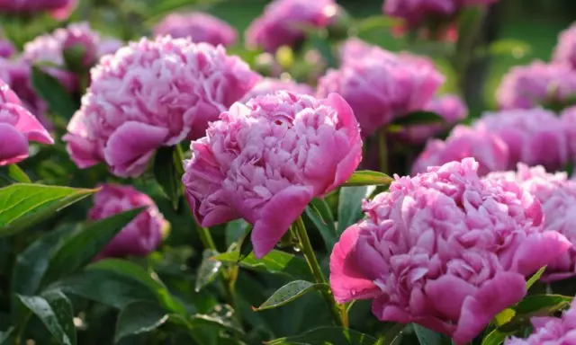 How to propagate peonies in spring, autumn