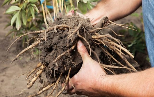 How to propagate peonies in spring, autumn