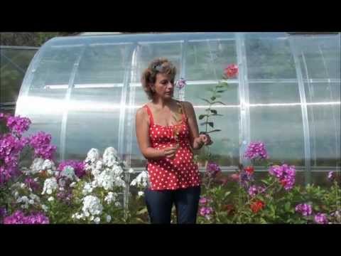 How to propagate phloxes in summer, autumn