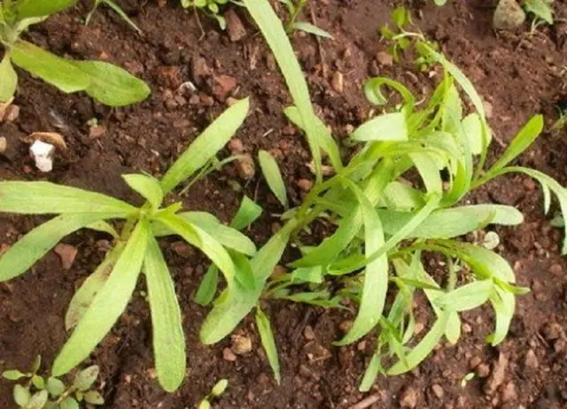 How to propagate phloxes in summer, autumn