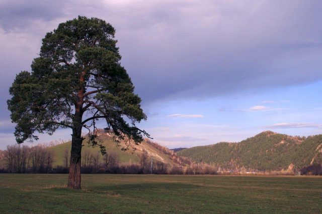 How to propagate pine