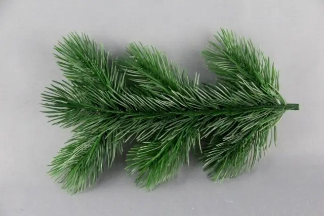 How to propagate pine