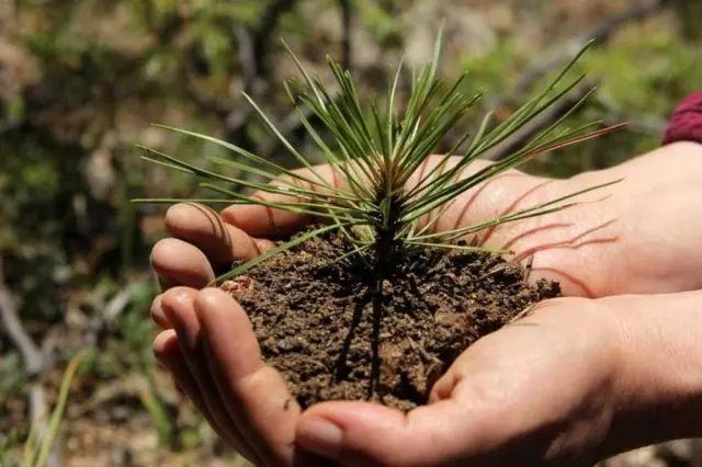 How to propagate pine