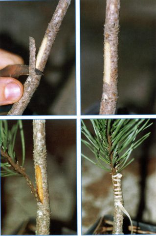 How to propagate pine