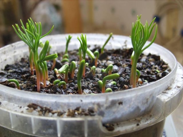 How to propagate pine