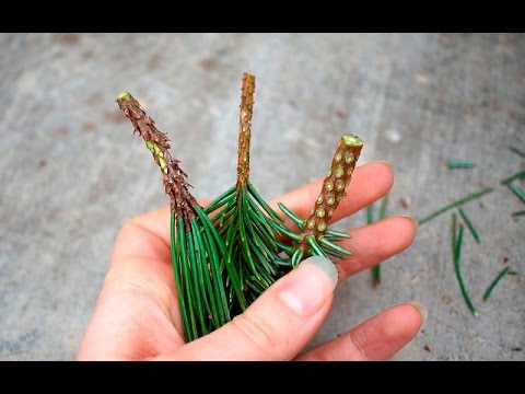 How to propagate pine