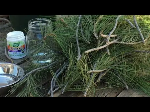 How to propagate pine