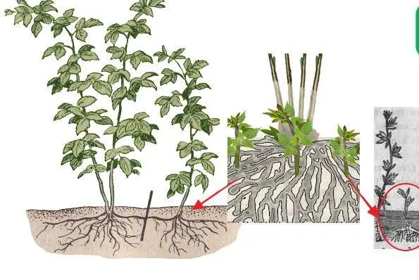 How to propagate raspberries