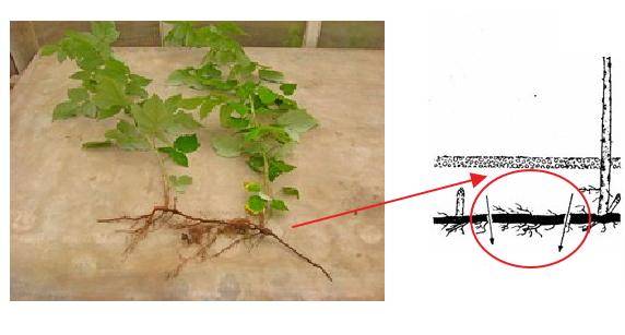 How to propagate raspberries