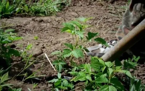 How to propagate raspberries