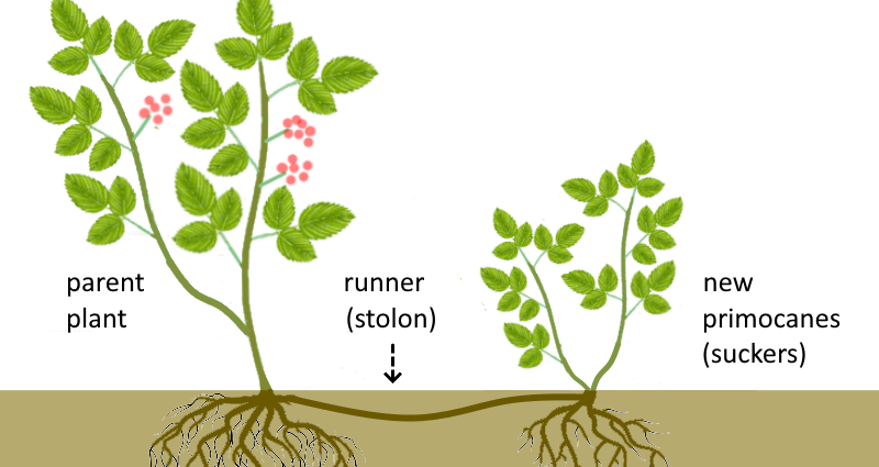 How to propagate raspberries